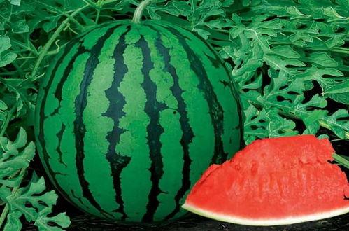 黑料吃瓜网apk普通安装 